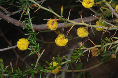 APII jpeg image of Acacia epacantha  © contact APII