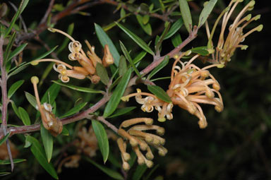 APII jpeg image of Grevillea 'Goldfever'  © contact APII