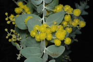 Acacia podalyriifolia