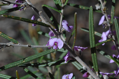 APII jpeg image of Hovea similis  © contact APII