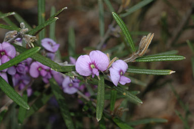 APII jpeg image of Hovea similis  © contact APII