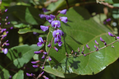 APII jpeg image of Hardenbergia comptoniana  © contact APII