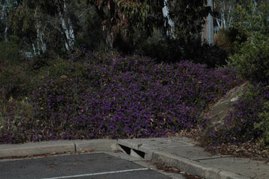 APII jpeg image of Hardenbergia violacea  © contact APII