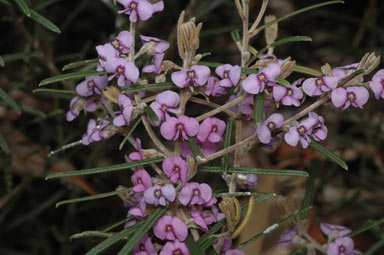 APII jpeg image of Hovea rosmarinifolia  © contact APII