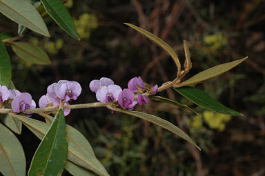 APII jpeg image of Hovea acutifolia  © contact APII