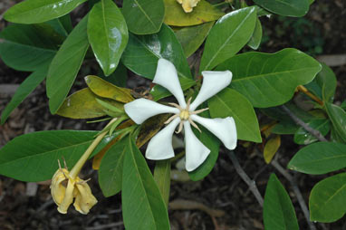 APII jpeg image of Gardenia longituba  © contact APII