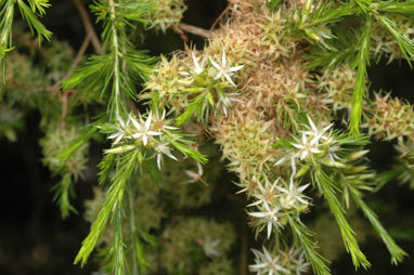 APII jpeg image of Calytrix brownii  © contact APII