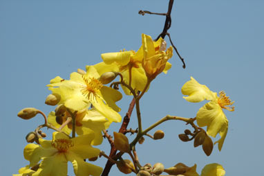 APII jpeg image of Cochlospermum fraseri  © contact APII