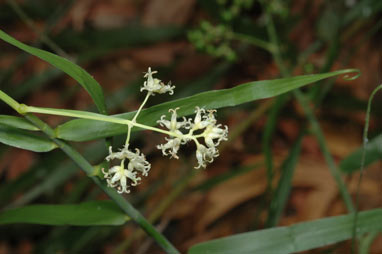 APII jpeg image of Flagellaria indica  © contact APII