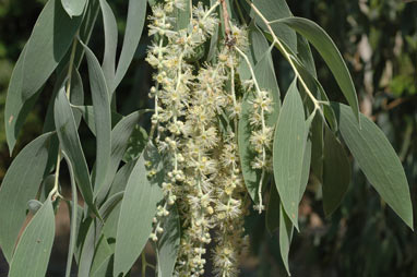 APII jpeg image of Melaleuca dealbata  © contact APII