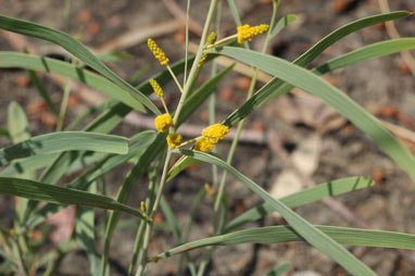 APII jpeg image of Acacia praetermissa  © contact APII