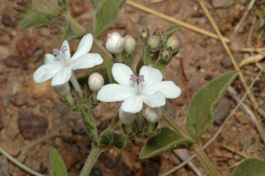 APII jpeg image of Clerodendrum tatei  © contact APII