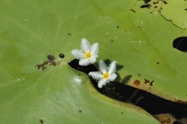 APII jpeg image of Nymphoides indica  © contact APII