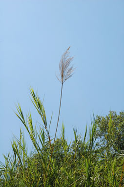 APII jpeg image of Phragmites vallatoria  © contact APII