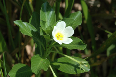 APII jpeg image of Ludwigia adscendens  © contact APII