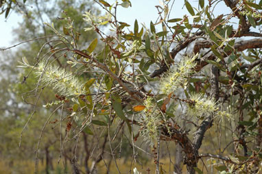 APII jpeg image of Melaleuca nervosa  © contact APII