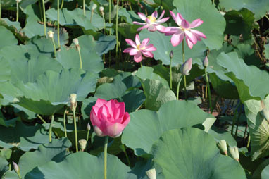 APII jpeg image of Nelumbo nucifera  © contact APII