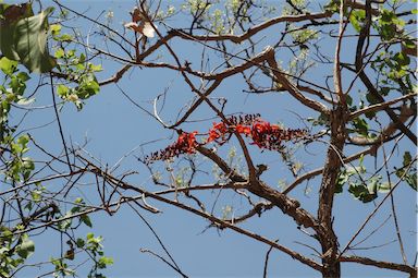 APII jpeg image of Erythrina variegata  © contact APII