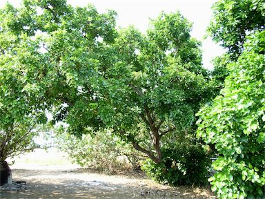 APII jpeg image of Pongamia pinnata var. pinnata  © contact APII