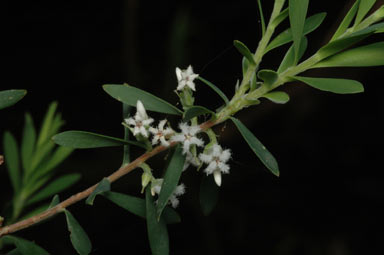 APII jpeg image of Leucopogon muticus  © contact APII