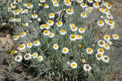 APII jpeg image of Leucochrysum alpinum  © contact APII