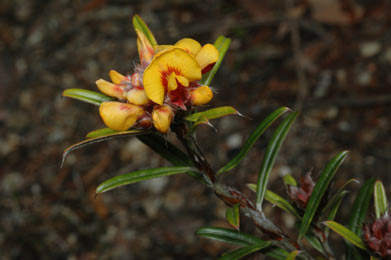 APII jpeg image of Pultenaea borea  © contact APII