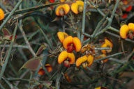 Daviesia horrida