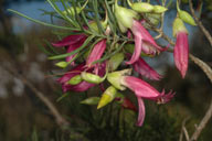 Eremophila alternifolia