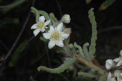 APII jpeg image of Commersonia densiflora  © contact APII