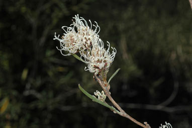 APII jpeg image of Grevillea endlicheriana  © contact APII