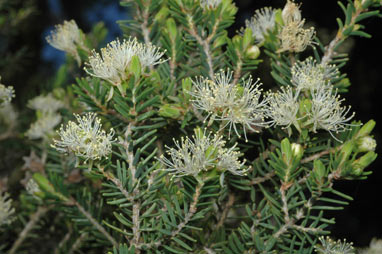 APII jpeg image of Melaleuca cuticularis  © contact APII