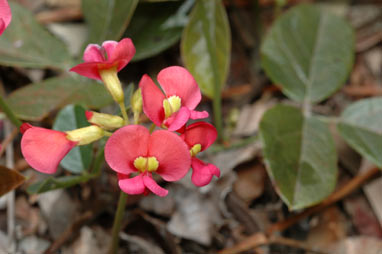 APII jpeg image of Kennedia coccinea  © contact APII