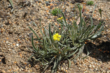 APII jpeg image of Goodenia willisiana  © contact APII