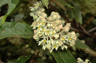 APII jpeg image of Seringia arborescens  © contact APII