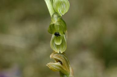 APII jpeg image of Hymenochilus bicolor  © contact APII