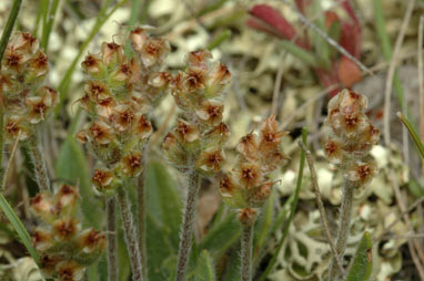 APII jpeg image of Plantago hispida  © contact APII