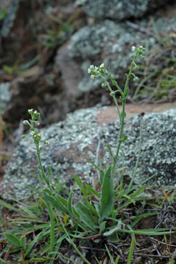 APII jpeg image of Cynoglossum suaveolens  © contact APII