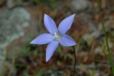 APII jpeg image of Wahlenbergia communis  © contact APII