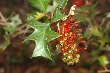 APII jpeg image of Grevillea steiglitziana  © contact APII