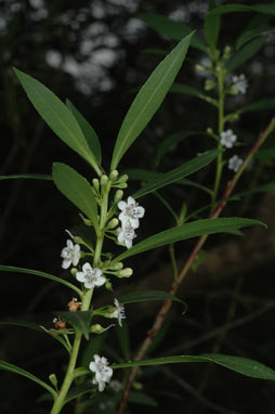 APII jpeg image of Myoporum insulare  © contact APII