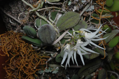 APII jpeg image of Dockrillia linguiformis  © contact APII