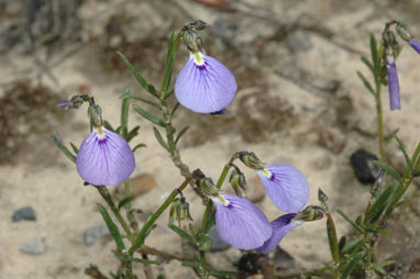 APII jpeg image of Hybanthus monopetalus  © contact APII