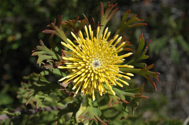 APII jpeg image of Isopogon anemonifolius  © contact APII