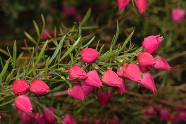 APII jpeg image of Boronia 'Carousel'  © contact APII