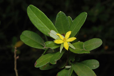 APII jpeg image of Hibbertia hexandra  © contact APII