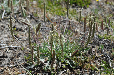 APII jpeg image of Plantago coronopus subsp. coronopus  © contact APII