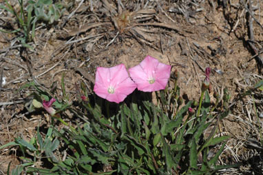 APII jpeg image of Convolvulus arvensis  © contact APII