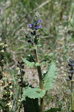 APII jpeg image of Salvia verbenaca  © contact APII