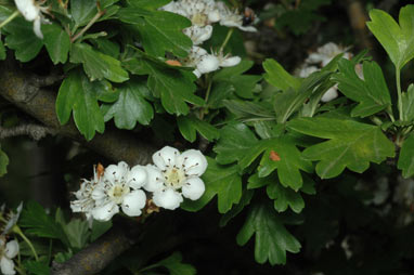 APII jpeg image of Crataegus monogyna  © contact APII