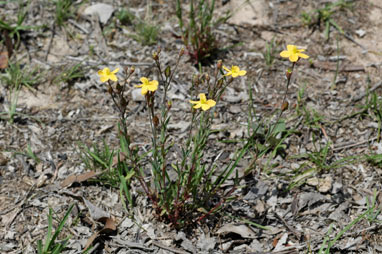 APII jpeg image of Hypericum gramineum  © contact APII